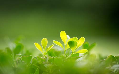 藝術(shù)生留學日本一年費用多少錢